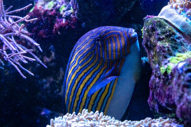 Acanthurus lineatus fish