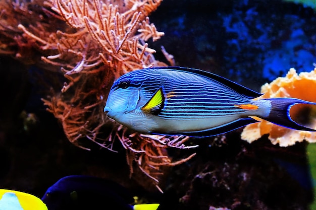 Acanthurus sohal tang fish swims in coral reef aquarium