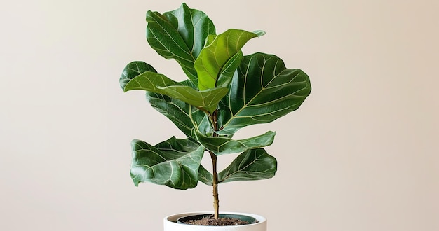 Photo accordion leaf large glossy green leaves with distinct veins adorn this potted fig plant the pot is white and has a simple pattern generative ai