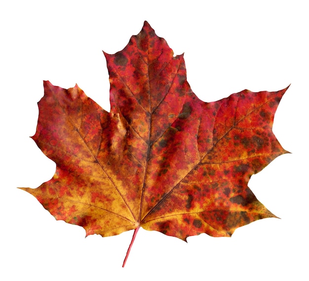 Acer rubrum maple Multicolor autumn maple leaf isolated