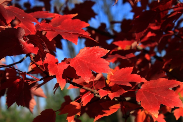 Acer rubrum