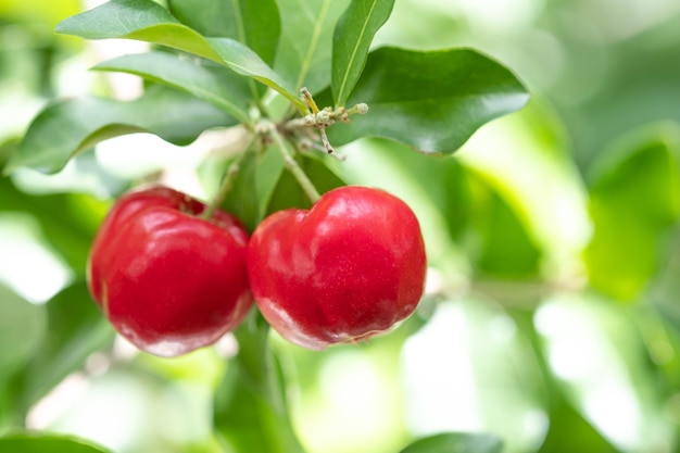 Acerola cherry of thailand on three. Select  focus, Barbados cherry, Malpighia emarginata, high vitamin . Acerola fruit.