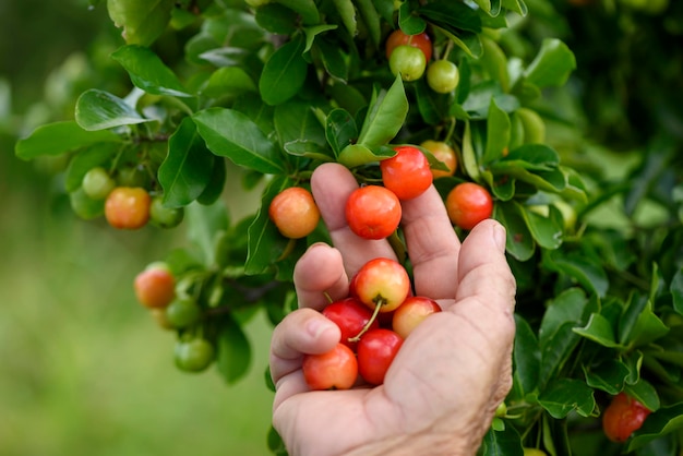 Acerola organic fruit being harvested manually Brazilian agriculture