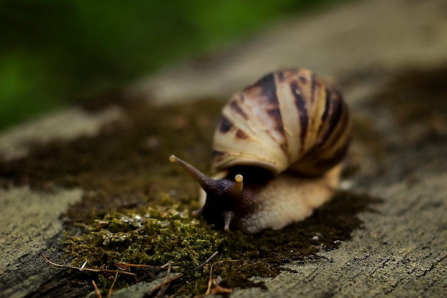 Achatina snail crawling on a tree