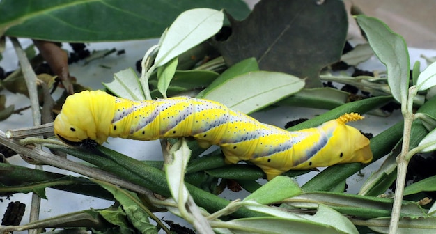 Acherontia atropos dead head moth larvae. Yellow green caterpillar on olive branches. Hawk moth