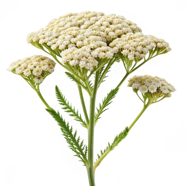 Photo achillea millefolium flower achillea millefolium isolated on white background