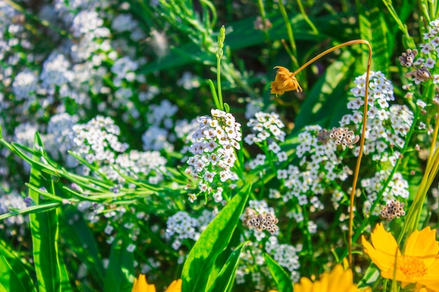 Achillea millefolium flower on green background selective focus