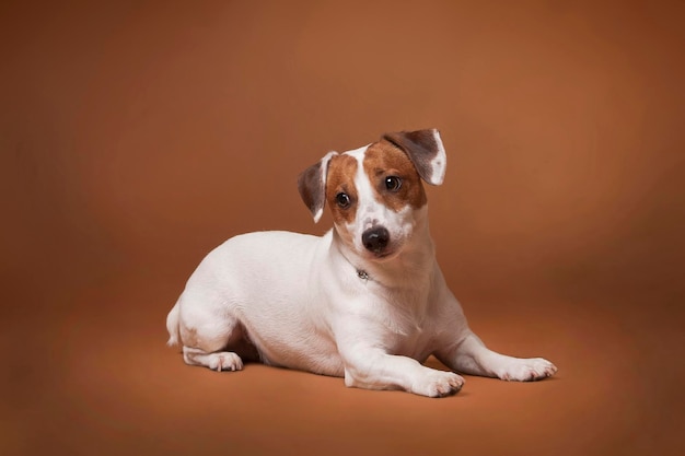 ack Russell Terrier white and red dog lying