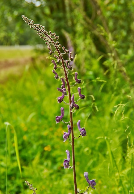 Aconitum lycoctonum - wolf's-bane species of flowering plant in the genus Aconitum, of the family Ranunculaceae, native to much of Europe and northern Asia