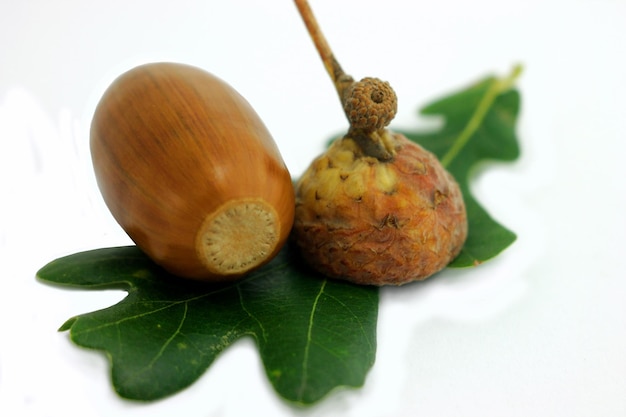 Acorn on green leaf isolated on white