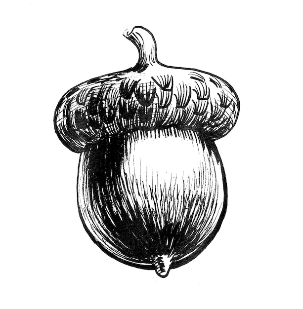 Acorn nut Ink black and white drawing