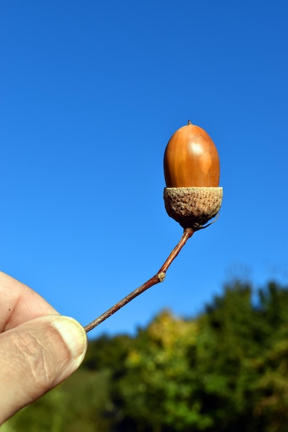 Acorn of the pedunculate oak (Quercus robur) held by the hand with a blue sky in the background