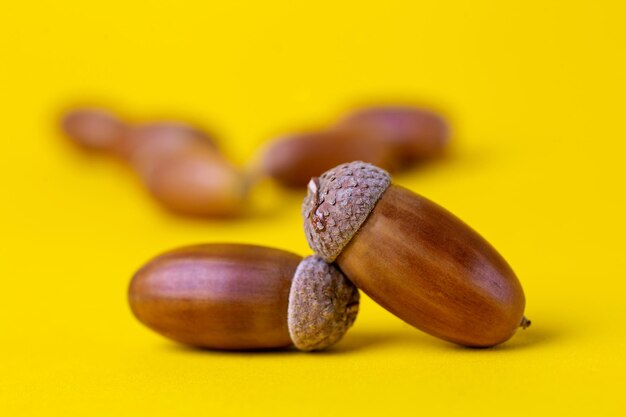 acorns close up isolated on yellow background