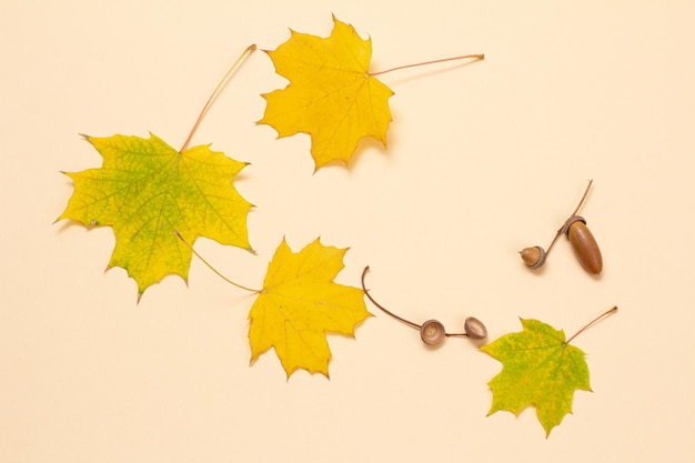 Acorns and dry yellow maple leaves on the beige background Top view