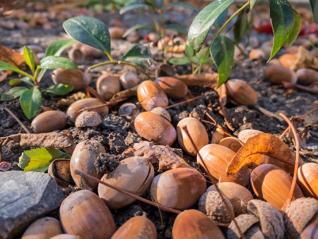 Acorns on earth in autumn in the forest