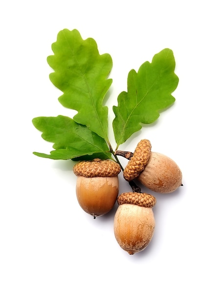 Acorns nuts with leaves isolated on white backgrounds.