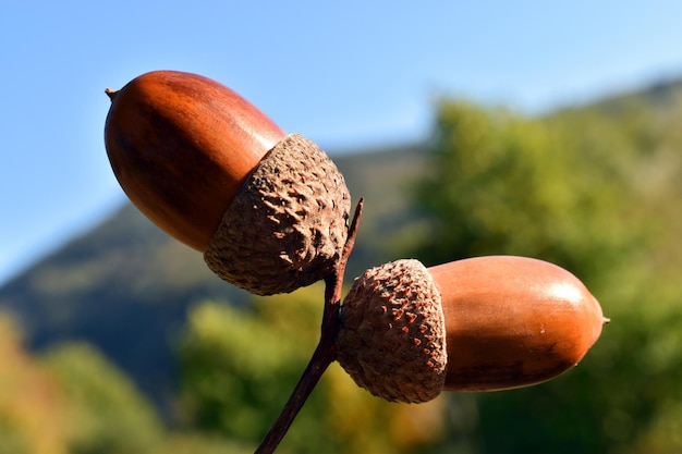 Acorns of the pedunculate oak (Quercus robur) with a blue sky in the background