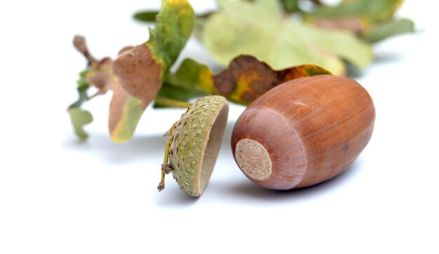 Acorns on the white background