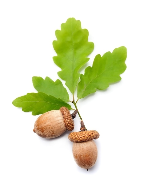 Acorns with leaves isolated.