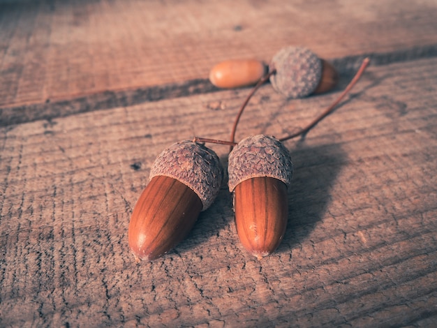 Acorns on a wooden background autumn shot