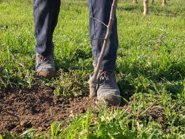 Action of comparing the earth with the feet when planting a fruit tree. Agriculture concept.