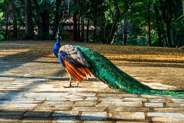 Action and movement of peacock.