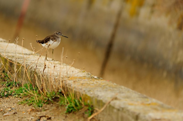 Actitis hypoleucos - The Lesser Sandpiper, a caradriform bird of the Scolopacidae family 