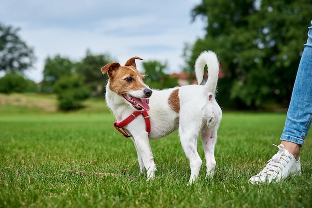 Active cute dog running on lawn with green grass