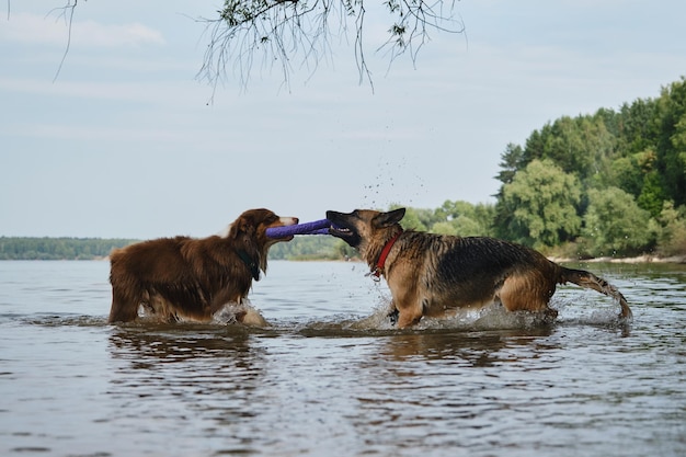 Active and energetic pets in nature Two dogs play tug of war toys standing in water