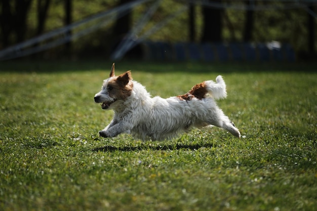 Active energetic small young hunting dog breed on move