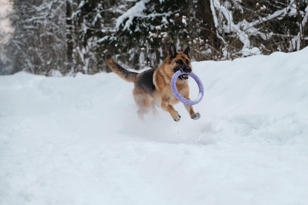 Active and energetic walk with dog in winter park Outdoor games Red and black German Shepherd is running fast along snowy forest road with blue round toy in teeth