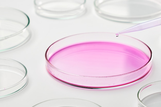 Adding a blue liquid media into Petri dish using a pipette. Chemical or biochemical laboratory. Testing of vaccine against coronavirus. Research on agar plates.