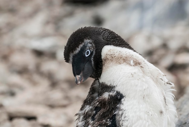 Adelie Penguin juvenile changing feathers Paulet island Antarctica