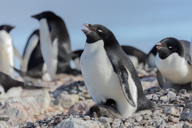 Adelie penguin in nest with chick