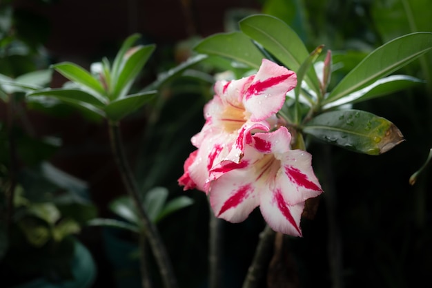 Adenium or desert rose flower in the garden