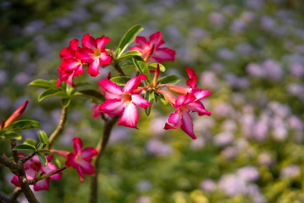 Adenium flower is a plant with colorful flowers. Very drought tolerant until receiving the nickname "Desert Rose"