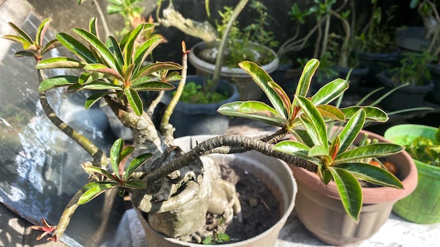 Adenium obesum bonsai without flower with other names Desert rose Mock Azalea Pink bignonia