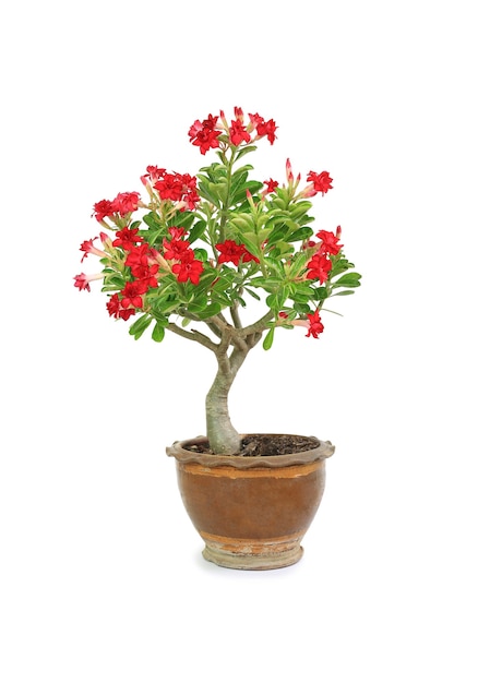 Adenium Obesum or Desert rose flower in brown clay pot isolated on white background