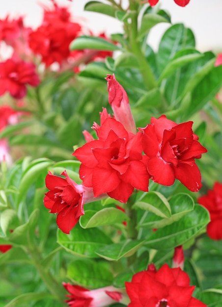 Adenium Obesum or Desert rose flower in the garden background