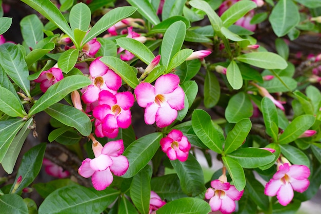 Adenium obesum flowers Green leaves