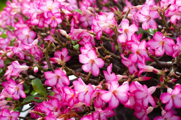 Adenium obesum flowers Green leaves