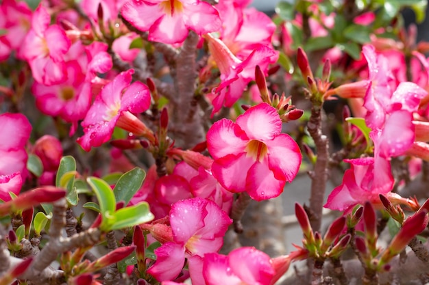 Adenium obesum flowers Green leaves