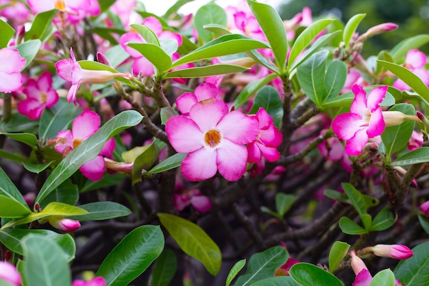 Adenium obesum flowers Green leaves