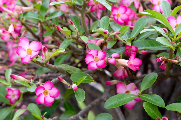 Adenium obesum flowers Green leaves