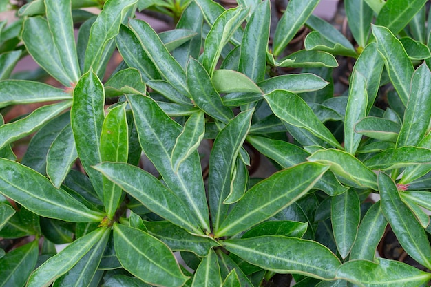 Adenium obesum plant Green leaves