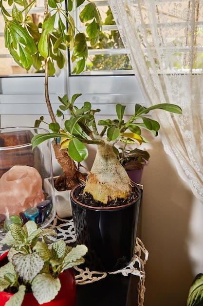 Adenium obesum tree grows in pot on window in the house