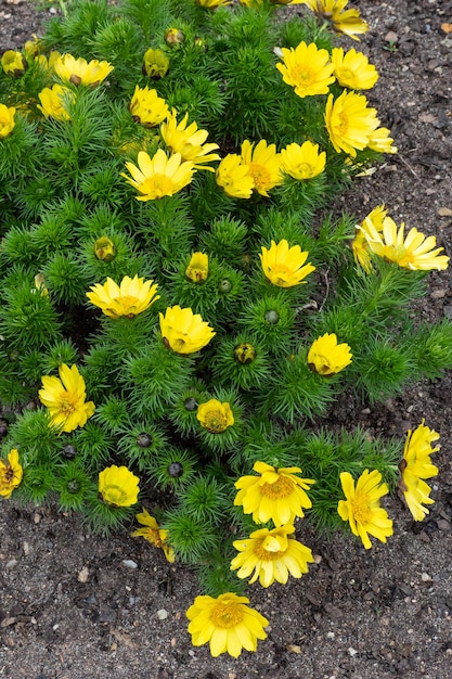 Adonis vernalis or spring pheasant's eye green plant with yellow flowers Medicinal plants