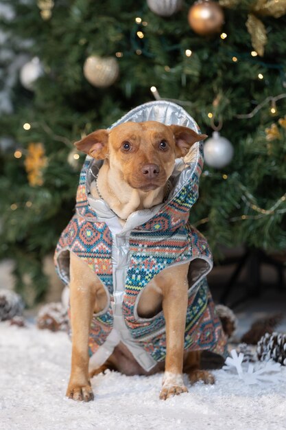 adopted dog posing dressed up in front of the christmas tree