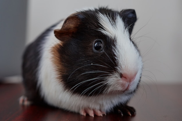 adorable american guinea pig tricolored with swirl on head on table eating 