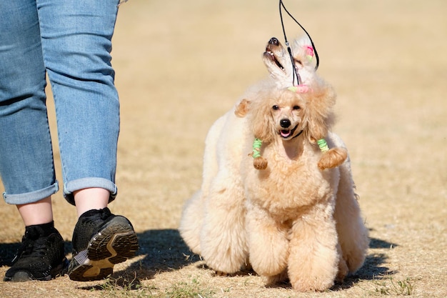 Adorable apricot poodles on a walk